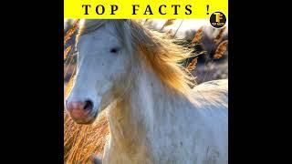 Longest Jump by A Horse !#shorts #topfacts