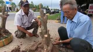 bonsai can tho | chỉnh sửa phôi cùng chú SƠN CẦN THƠ | bonsai Can Tho