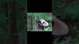 眼前这只大熊猫自己闭门谢客 #熊猫生活 #panda #大熊猫 #大橙子数据