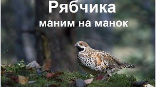 Рябчика на манок!!! Как подманить рябчика и добыть