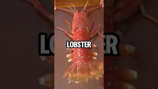  Magical Benefits Of Eating Lobster #lobster #shorts #shortsfeed #youtubeshorts #viralshorts