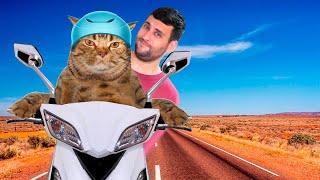 Animales Graciosos #4 - Gatos motorizados