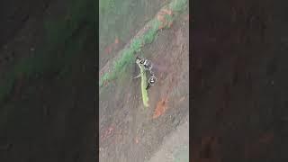 Hornet Eating Inch Worm Live