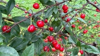 Cold-Hardy Dwarf Fruit Tree That Yields Tons of Fruit!