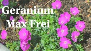 Geranium Max Frei Cranesbill hardy perennial ground cover border plant pink flowers great for bees