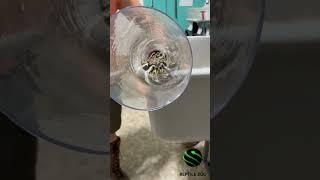 Snake in a Tube!    #kyreptilezoo #venomous #educational