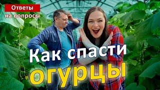 СРОЧНО! Желтеют листья огурцов!