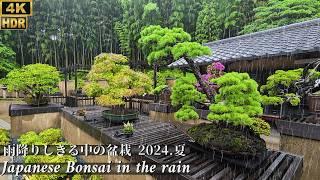 Japanese Bonsai in the rain Summer 2024 ~雨降りしきる中の盆栽 [4K HDR]