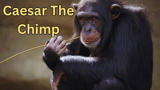 The Dark Side Of The Chimpanzee | The Closest Animal To Humans