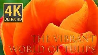 Experience the Vibrant World of Tulips in Stunning 4K Resolution!