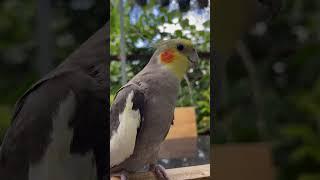 Lulu the cockatiel chill time #birds #cutebird #cockatiel #cuteparrot #parrot #funny #birdsinging