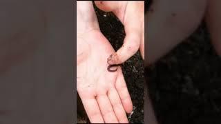 Blue Worm - Perionyx excavatus #shorts #wormshorts