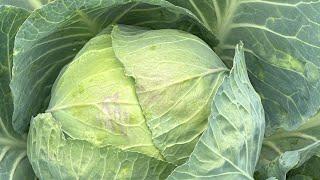 Learning to Grow Cabbages in ASAL: Are Our Challenges Due to Variety or Management?