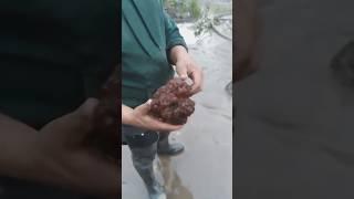 Трактор Solis 26 в обмін на голову бурштина  #мінітрактор #бурштин #моєсело #трактор