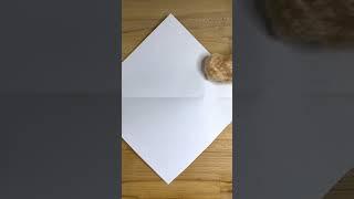 How To Make a "Screaming Glider" #shorts #pomeranian