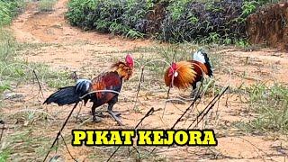 WOWW... TERNYATA YANG DATANG AYAM HUTAN TUA MEMBUAT PIKAT AGAK RAGU