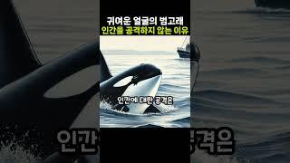 귀여운 얼굴의 범고래가, 인간을 공격하지 않는 이유..  #호기심+