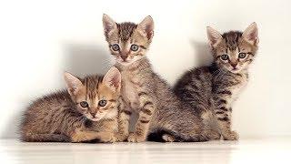 Cats!  Learning about Cats for Kids
