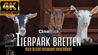 Tierpark Bretten 4K TOP Streichelzoo