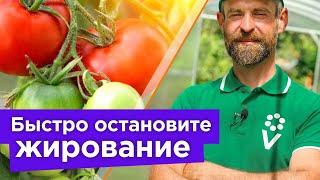 ВСЕГО 1 ЛОЖКА И ТОМАТЫ ПЕРЕСТАНУТ ЖИРОВАТЬ! Как быстро перевести томаты на плодоношение?