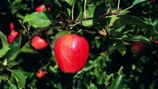 Cordon Gala Apple Tree | P. Allen Smith Classics