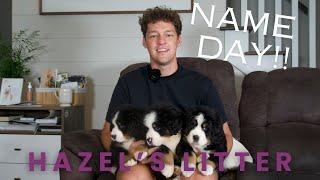 Hazel's Bernese Mountain Dog Puppies | Name Day!!