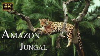 #jungleshortvideo #junglesafarishort #amazingjunglevideo, rainforest video, amazon nature video