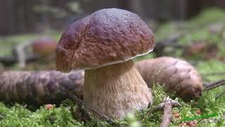 Steinpilze (Boletus) im Hoferland - Porcini mushrooms in the Hofer Land (Upper Franconia)