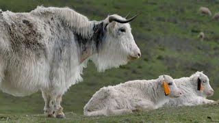 China's Wild Yaks: The Secret To Feeding a Booming Population (4K Documentary) | China's Wild West