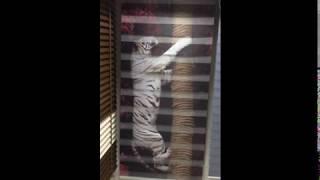 Customized Zebra Blind For home and office - Windows Blinds