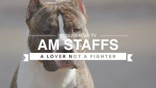 ALL ABOUT AMERICAN STAFFORDSHIRE TERRIERS