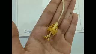 Dissection of Hibiscus flower|Class 12|Class 10|Science|Morphology of flower|Biology practical exam