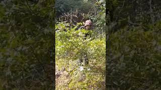 md ansari vlogs #short #video #kata laga#