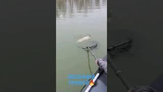 Весенний ТРОФЕЙ #shorts #рыбалка #fishing #судак #рыба #zander #carpfishing #трофей #dragon #lake