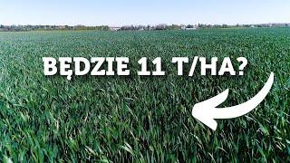 KONDYCJA ZBÓŻ, OCHRONA I ODŻYWIANIE, PROGNOZA PLONÓW - PSZENICA BEZ TAJEMNIC - #174​​ nawozy nonstop