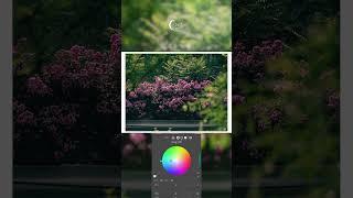 십이월의 사진보정 [ ROSE ] #라이트룸 #lightroom #장미