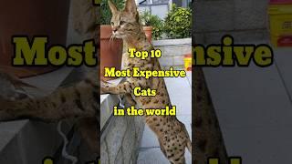 Top 10 Most Expensive cat breeds in the world