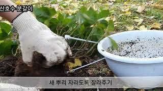 귭 산호수 분갈이