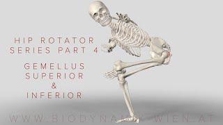 Hip Rotator Series Part 4: Gemellus Superior & Inferior (3D Animation)