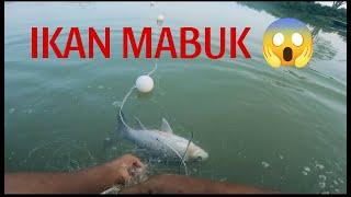 Luarbiasa Air Sungai Jadi Hijau Jernih ⁉️Ikan Mabuk..Menjaring IKAN