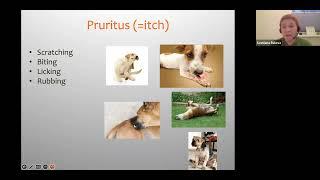 Little piece 1 from Pruritic dog: diagnostic algorithm,  Svetlana Belova, DVM, Diplomate ECVD