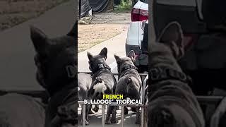 French Bulldogs on vacation in Thailand  #Shorts