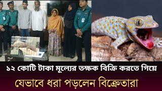 তক্ষক কেন এতো দামী| যেভাবে তক্ষক বিক্রি করে| কেন একটা তক্ষকের মূল্য ১২ কোটি| Tokkhok| Tokyo gecko|