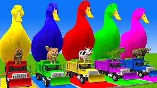 5 Giant Duck Cartoon,Cow,Elephant,Tiger,Lion,Gorilla, Paint Wild Animals Crossing Fountain Animation