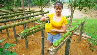 Harvesting kohlrabi & soybeans goes to market sell - Grow new vegetables