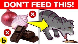 11 Foods That Will Kill Your Cat