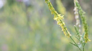 SWEET CLOVER (Melilotus officinalis)