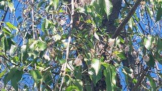 BEE WRANGLING IN WENDELL!! | Bee education | Stories Of Yesteryear