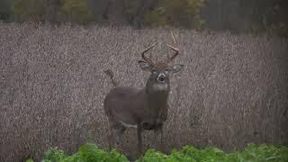 CRUSH Seeds of Science Amazin' Grains Food Plot