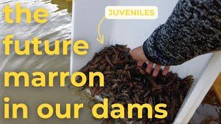 Farm Dam Project - Episode 9 (FINAL EPISODE!): Why Did We Do This?! Our Future Plans For Our Marron